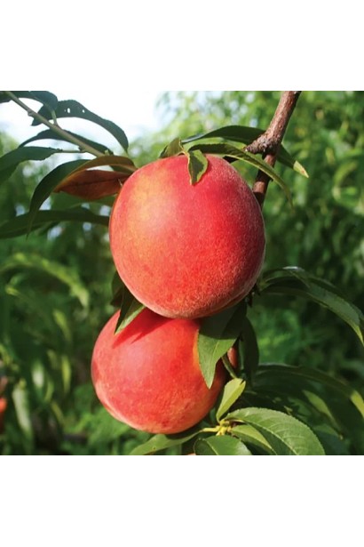 Соковиті плоди персика Fleming Fury крупним планом